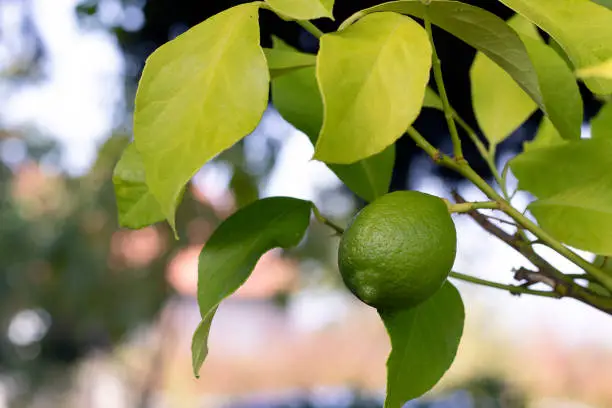 Organic green lemon hanging on a tree in garden. Fresh citrus fruit growing in nature.