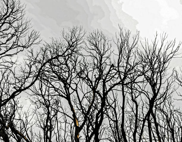 istock Effects of the Fire in a Forest 1782511084