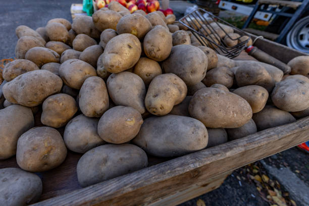 istock Organic genetically modified GMO potatoes and potatoes at a market stall 1782524130