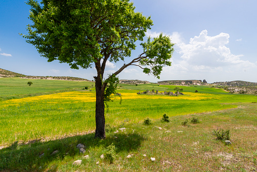 Texas Hill Country in Colorful Spring Bloom