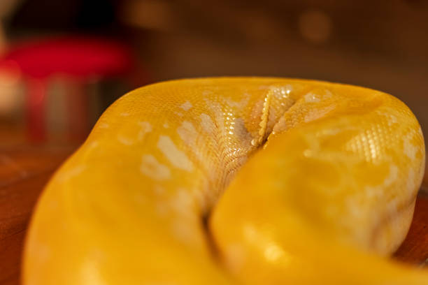 снимок рисунка тела питона-альбиноса с очень крутым фоном боке, подходящим для использования в качестве обоев, обучения животных, материал� - snakeskin snake print python стоковые фото и изображения