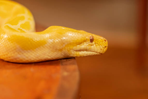 портрет питона-альбиноса с очень крутым фоном боке, подходящий для использования в качестве обоев, обучения животных, материала для редакт� - snakeskin snake print python стоковые фото и изображения