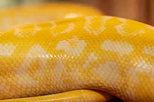 Python regius on white