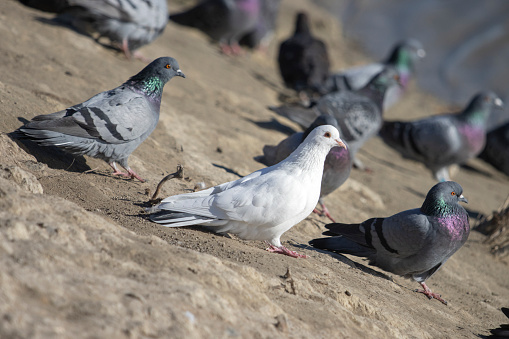 Pigeons Eating Feed in Urban Area in Minneapolis