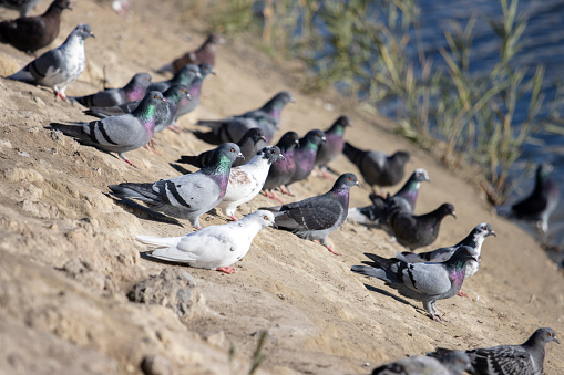 pigeons sit on the river bank, sacred bird