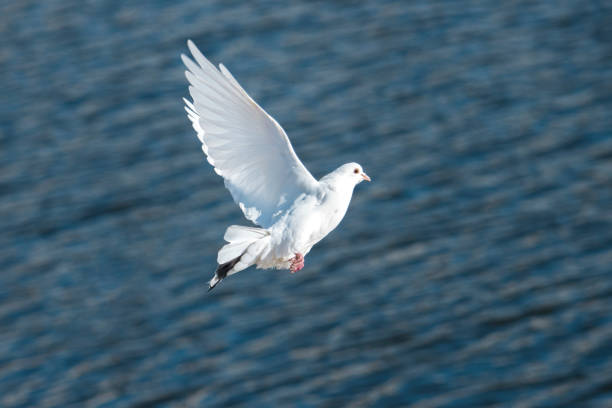 istock white dove flies over water 1782535307