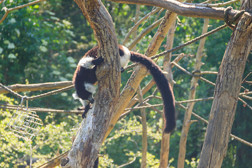 Black and white ruffed lemur (Varecia variegata)