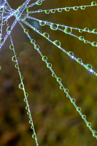 water droplets on a web , colorful abstract background , creative macro photography