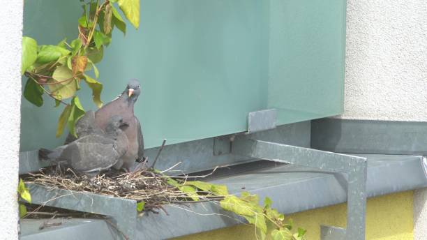 istock Pigeon with pigeon chick in the nest. Columba 1782549957
