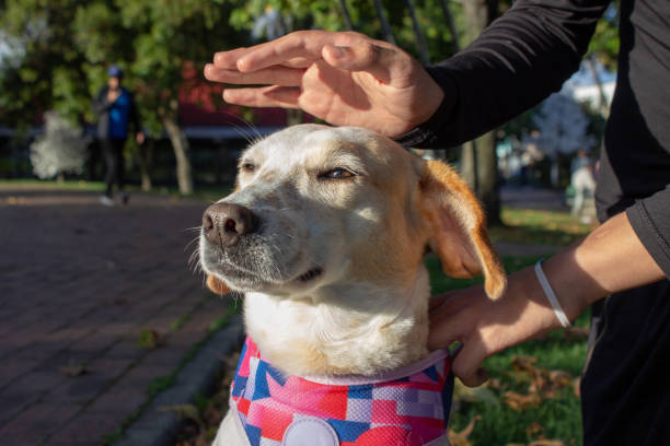 istock Dog being petted in a sunny day 1782568440