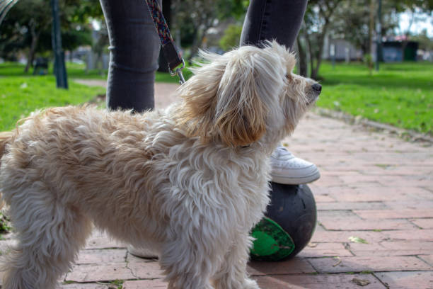 istock Dog and owner legs in a park 1782569572