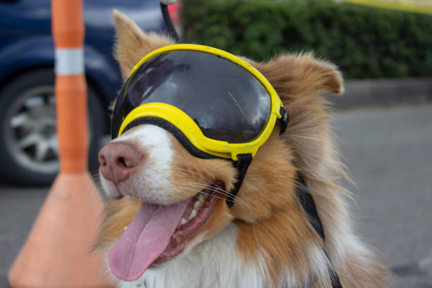 istock Dog with goggles in the street 1782570162