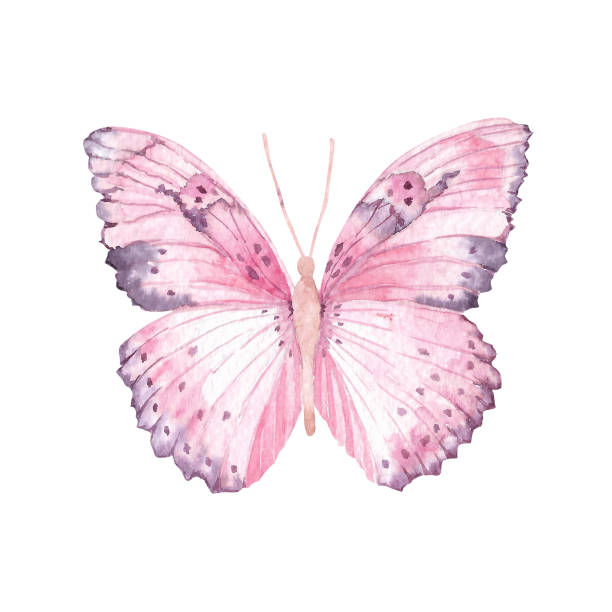 ilustrações, clipart, desenhos animados e ícones de aquarela borboleta rosa. ilustração isolada desenhada à mão - spring abstract insect dreams