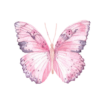 Watercolor pink butterfly. Hand drawn Isolated illustration