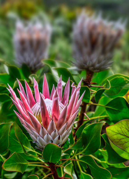 Protea cynaroides, king protea blooming during spring in Kirstenbosch National Botanical Garden, Cape Town, South Africa