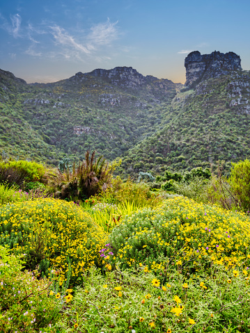 Sea of yellow flowers and mountains in the background during sunset in Kirstenbosch National Botanical Garden, Cape Town, South Africa