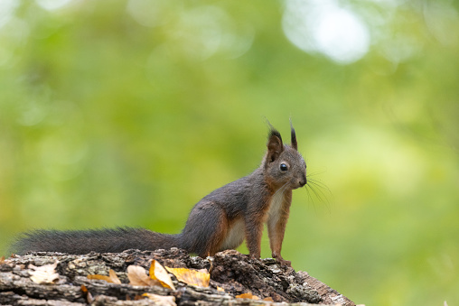 Curious brown Eurasian red squirrel (Sciurus vulgaris) sitting on a tree stump.