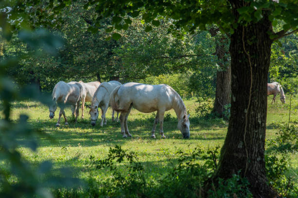 Lipizzaner sind eine Pferderasse, die aus Lipica stammt – Foto