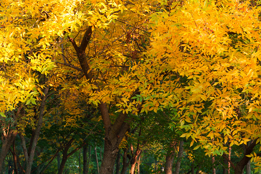 autumn season in the city park, bright sunlight on the yellow leaves of trees, beautiful landscape