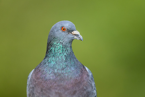 Portrait of a colorful Feral pigeons (Columba livia domestica or Columba livia forma urbana)