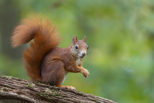 Curious Eurasian red squirrel (Sciurus vulgaris) sitting on a tree stump.