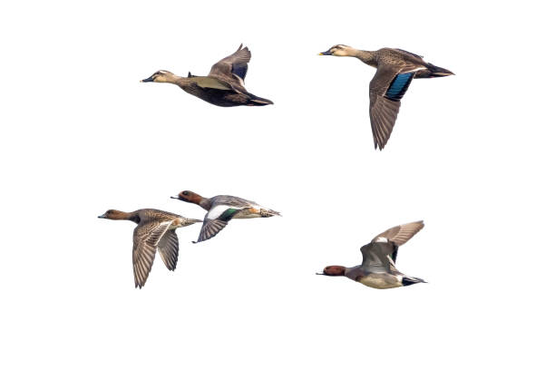 istock Wigeons and Spot-billed duck in flying isolated on a white background. 1782599211