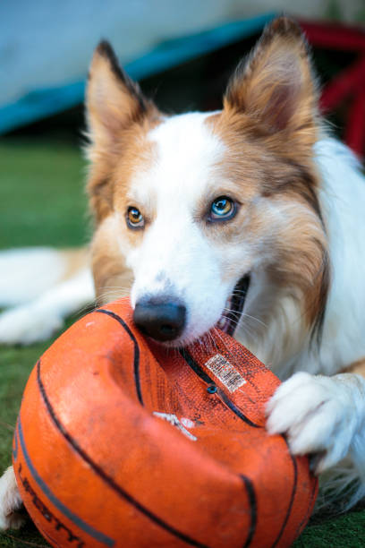istock Border Collie and your basketball 1782611202