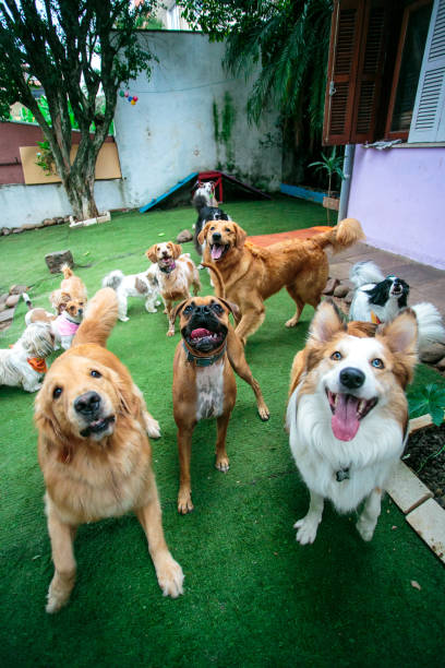 istock Border Collie and his friends 1782611723