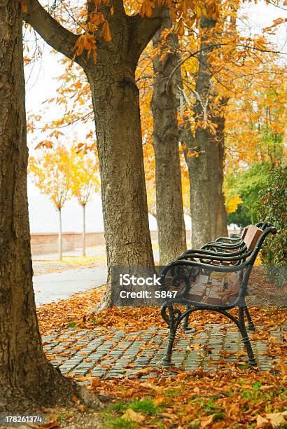 Beco No Outono - Fotografias de stock e mais imagens de Amarelo - Amarelo, Ao Ar Livre, Arbusto