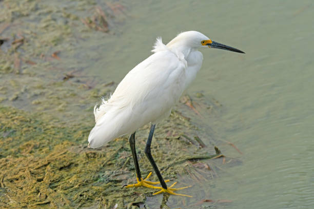 istock A Snowy Egret in Wetland Pond 1782616621