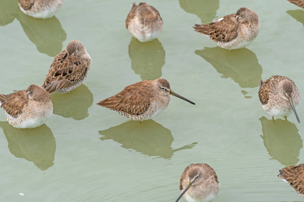 A Long billed Dowitcher Resting in a Wetland in the Port Aransas Birding Center in Texas