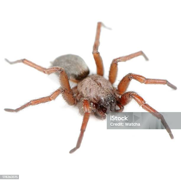 Foto de Aranha Isolado No Fundo Branco e mais fotos de stock de Aranha - Aracnídeo