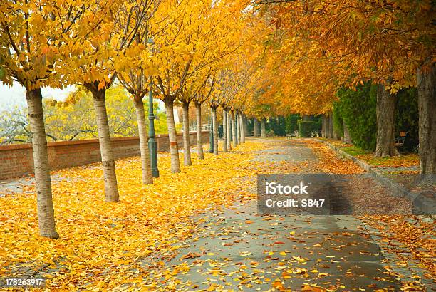 Alley Na Jesień - zdjęcia stockowe i więcej obrazów Brązowy - Brązowy, Budapeszt, Bulwar