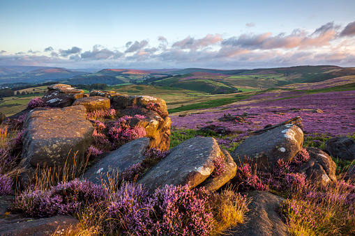 Vibrant purple heather illuminated by the setting sun at Millstone Edge near Hathersage in the Peak District National Park, Derbyshire.