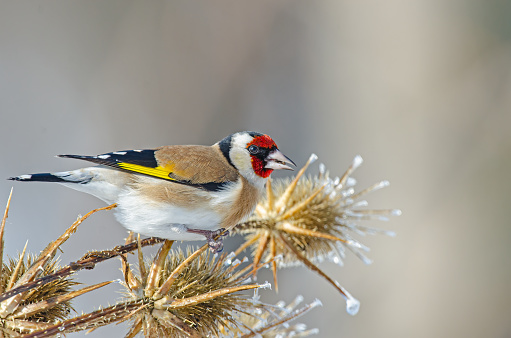 European goldfinch feeding on frozen vegetation. Latin name Carduelis carduelis.