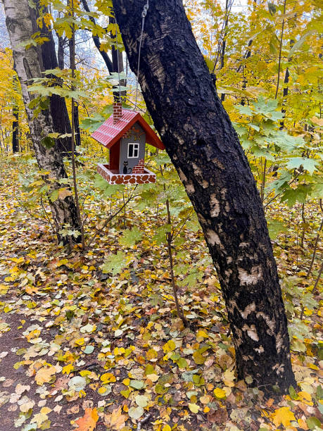 istock A bird feeder on a birch in park in autumn 1782667097