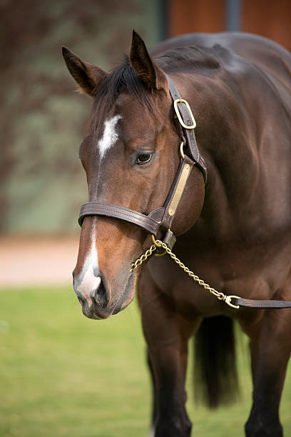 Thoroughbred Horse stock photo