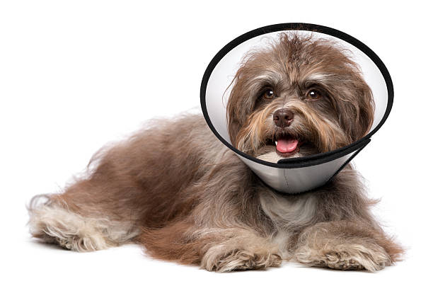 istock Happy grateful havanese dog is recovering and wearing a collar 178268349