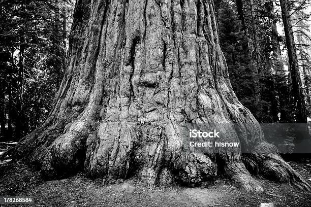 セコイアオスギ木の幹 - カリフォルニア州のストックフォトや画像を多数ご用意 - カリフォルニア州, キャンプする, セコイア