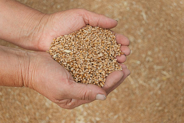 istock Handful grains of wheat on the palms. 178269095