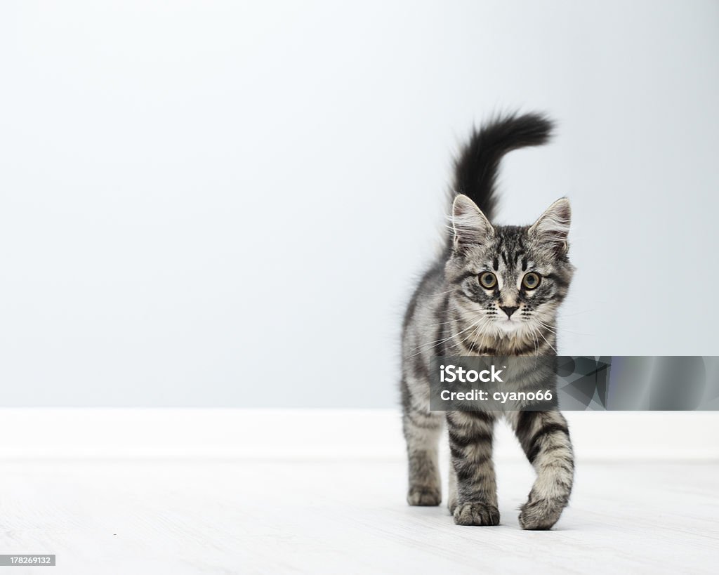 Cute kitten at home Cute kitten walking on floor at home Animal Stock Photo