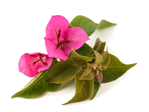 Bougainvillea  flowers isolated on white background