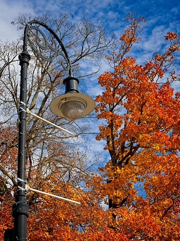 City of Lenox street light against the fall foliage in this classic New England community.