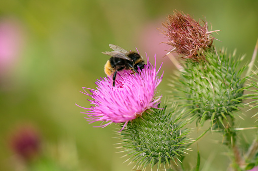 A bumblebee sitting on a thistle flower and looking for nectar