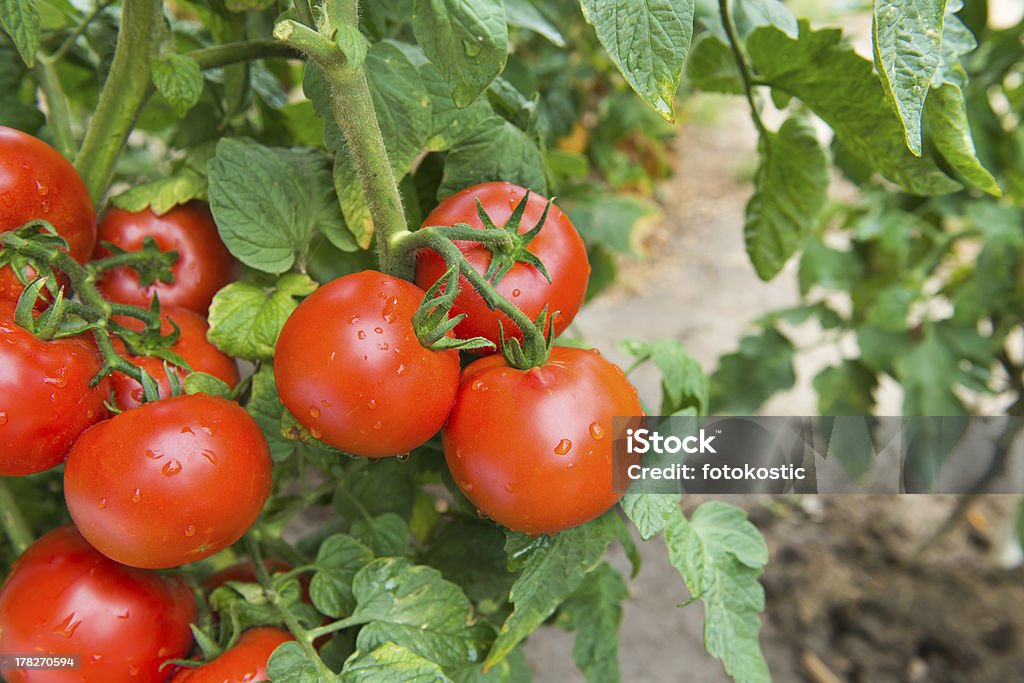 Crescimento de Tomate - Royalty-free Alimentação Saudável Foto de stock