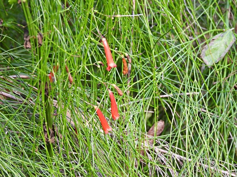 Also known as  the Fountainbush, Coral plant, Coral fountain, Coralblow or Fountain plant.  Attracts bees, hummingbirds and butterflies.