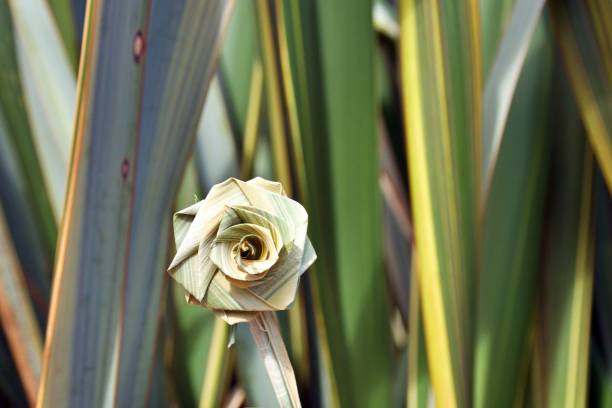 Putiputi flower woven from New Zealand flax against Phormium background A Putiputi is the Maori name for a woven flower made from the New Zealand Flax plant (or Phormium) leaves. maori weaving artwork stock pictures, royalty-free photos & images