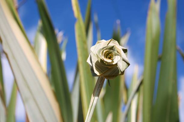 Putiputi flower woven from New Zealand flax against Phormium background A Putiputi is the Maori name for a woven flower made from the New Zealand Flax plant (or Phormium) leaves. maori weaving stock pictures, royalty-free photos & images