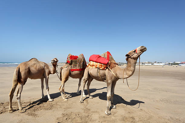 istock Camels on the beach in Asilah, Morocco 178271438
