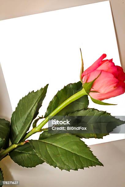 Blank Greeting Card E Rosa Rossa - Fotografie stock e altre immagini di Amore - Amore, Carta, Cartolina di auguri